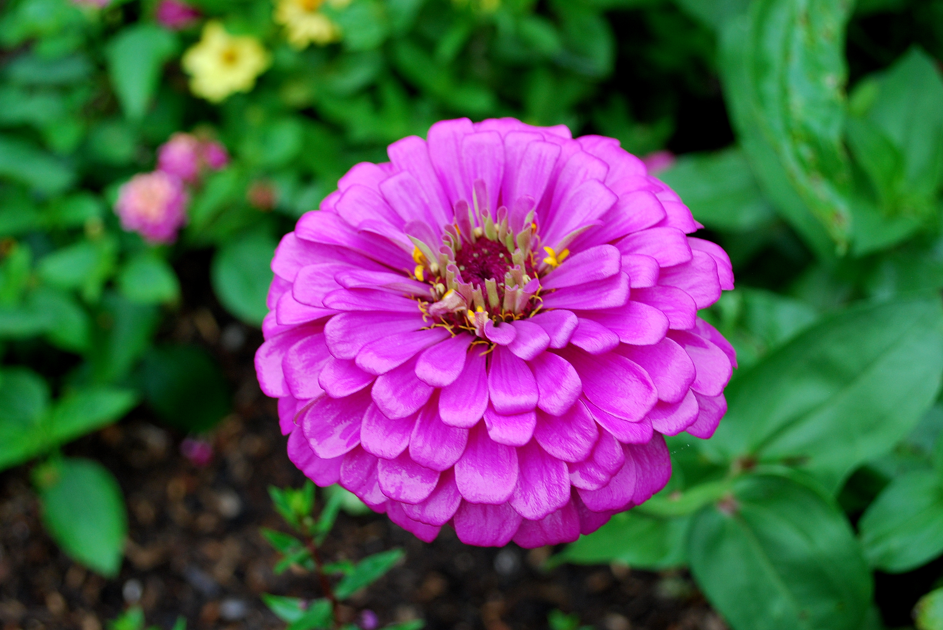Garden 1