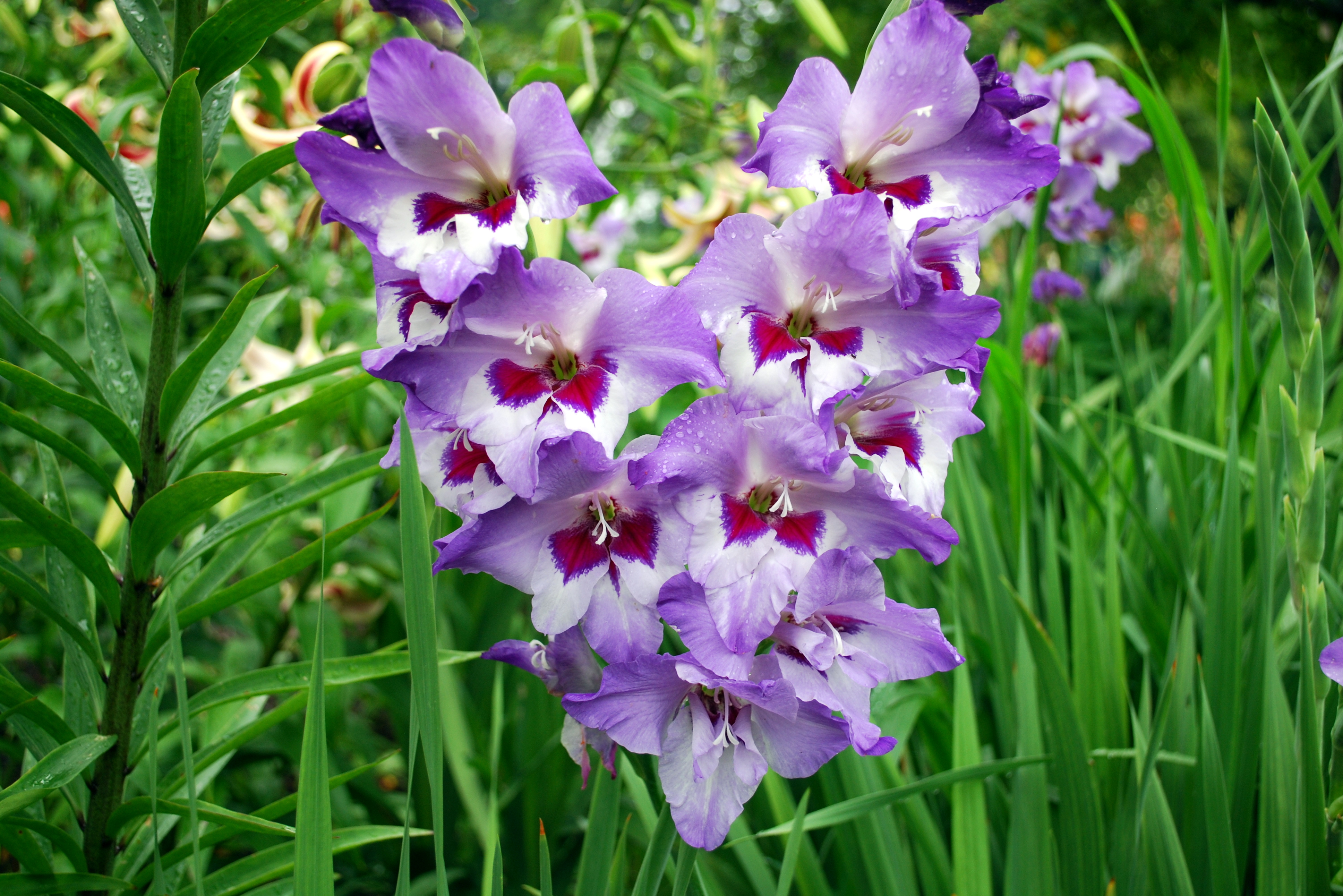 Garden 10