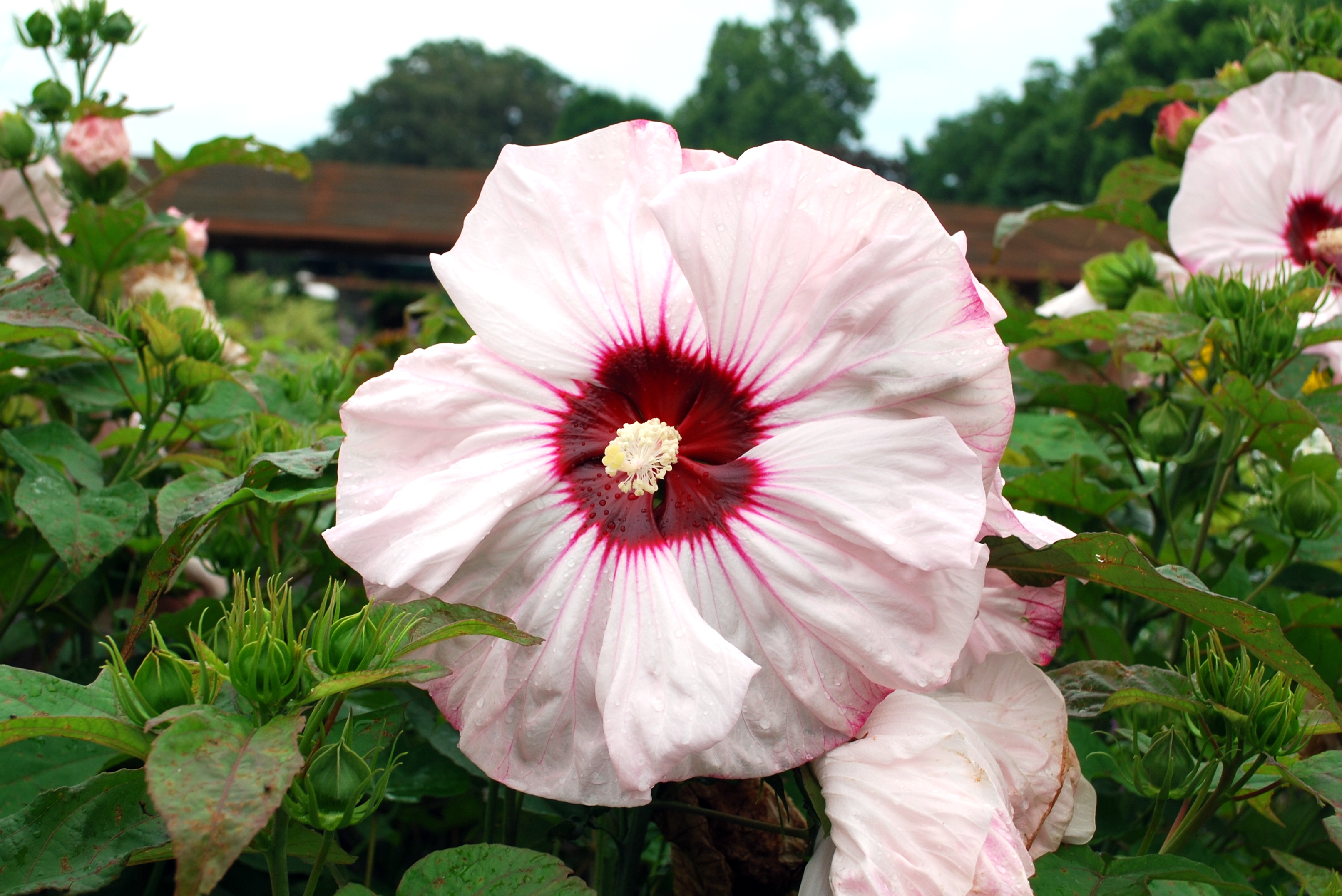 Garden 15