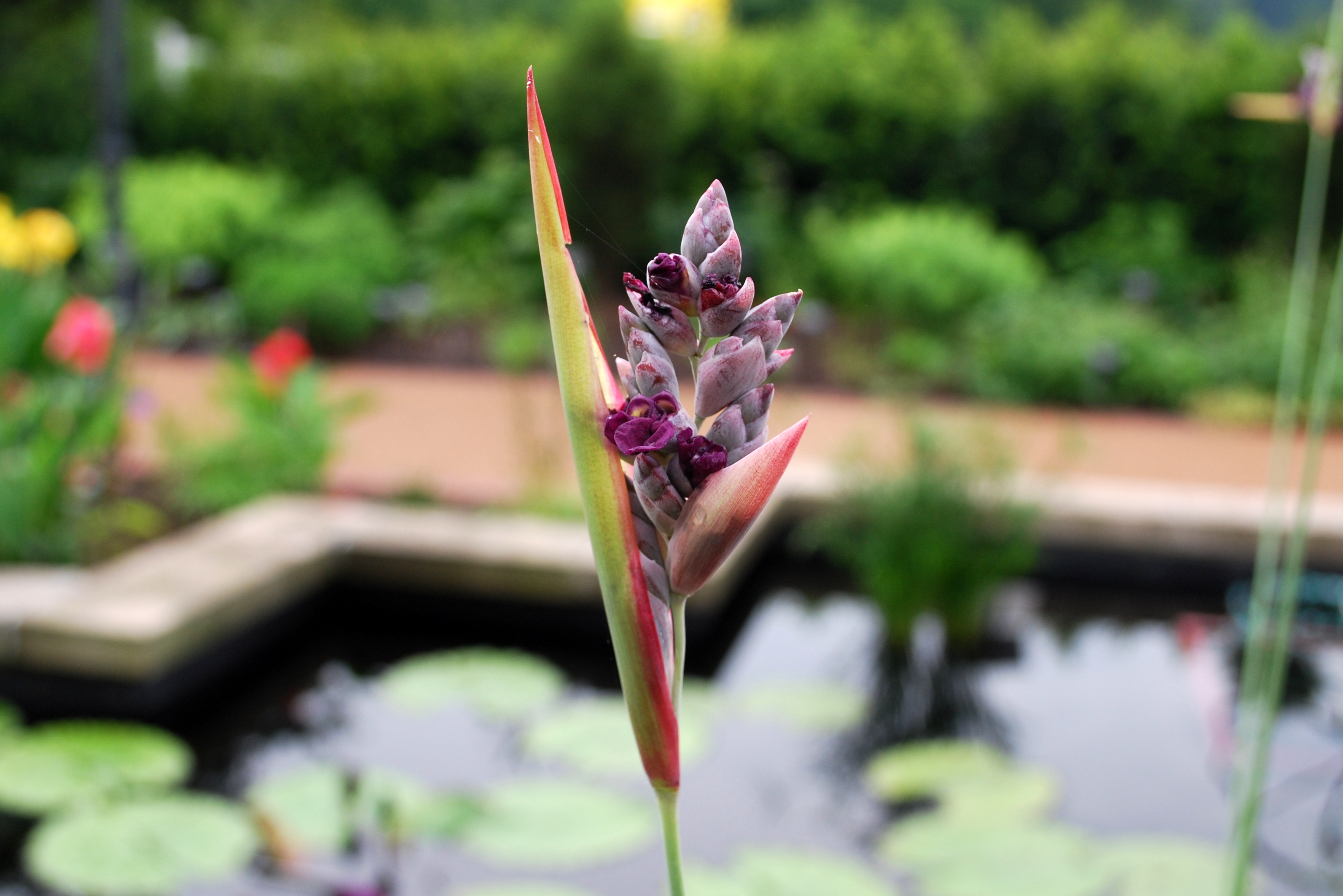 Garden 4