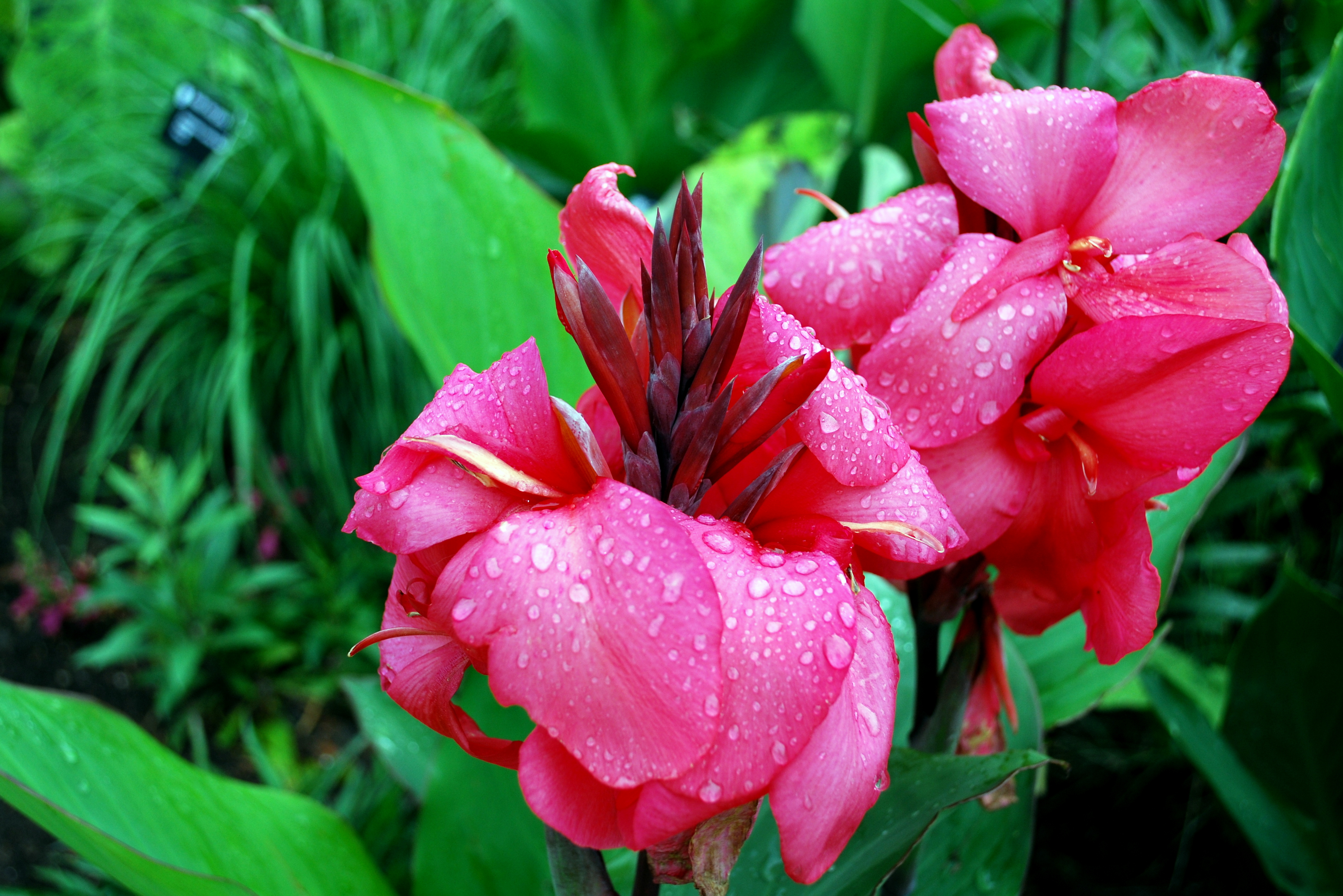 Garden 5