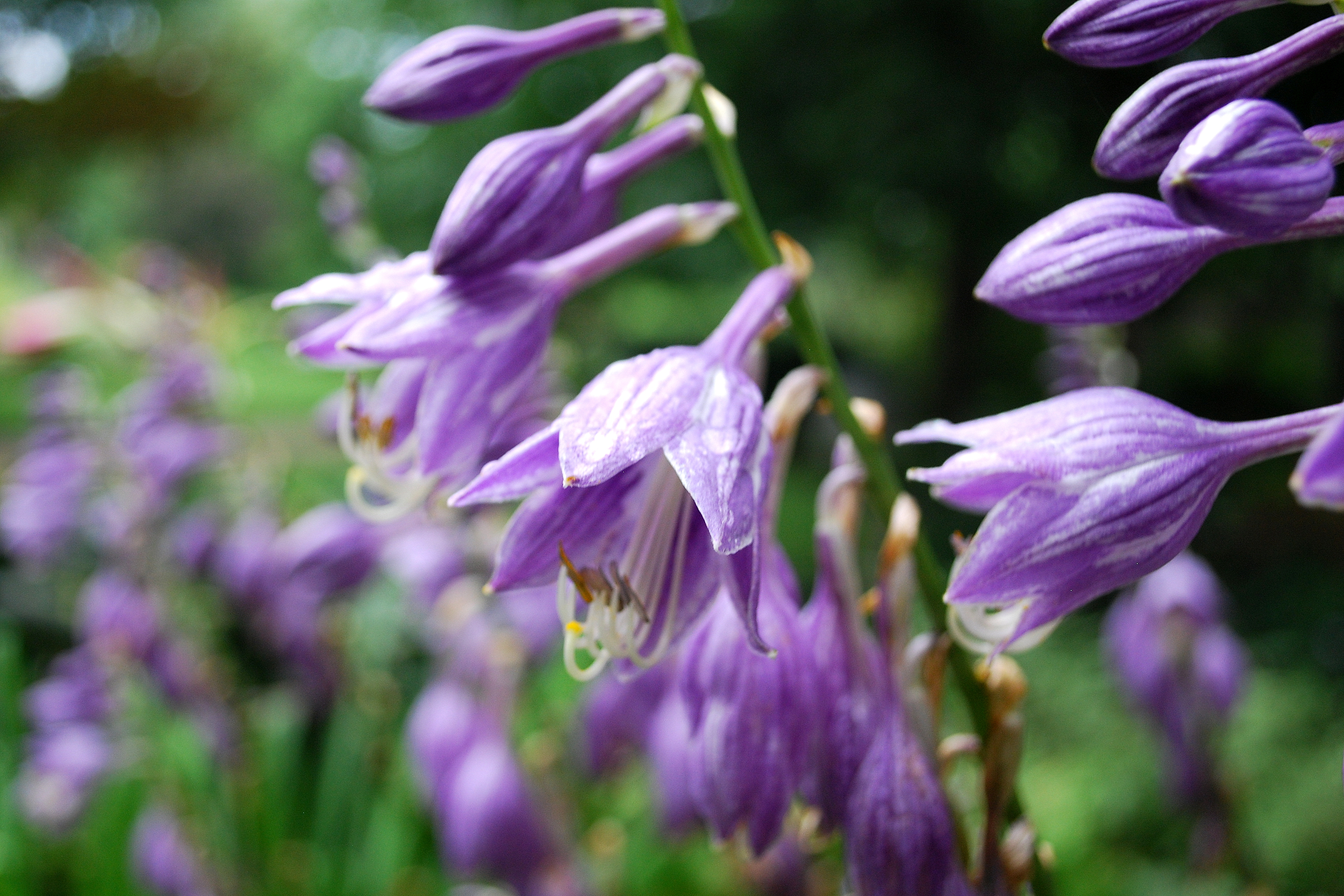 Garden 6