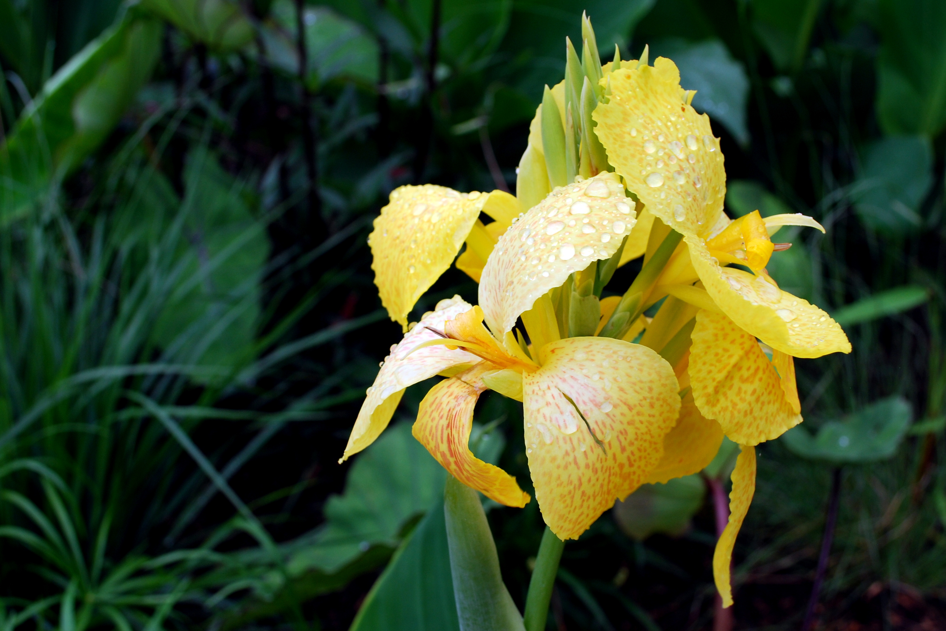 Garden 7