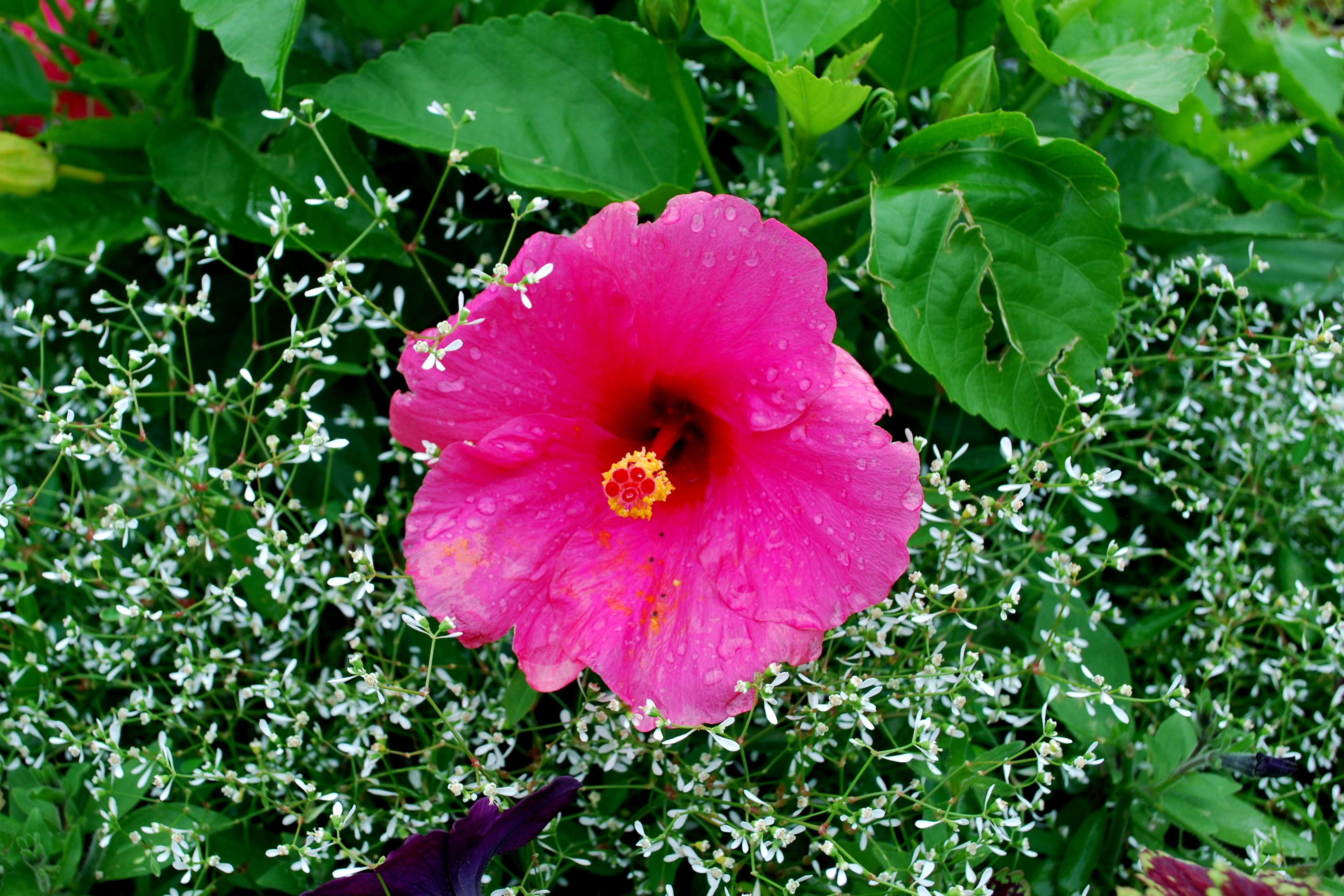 Garden 9